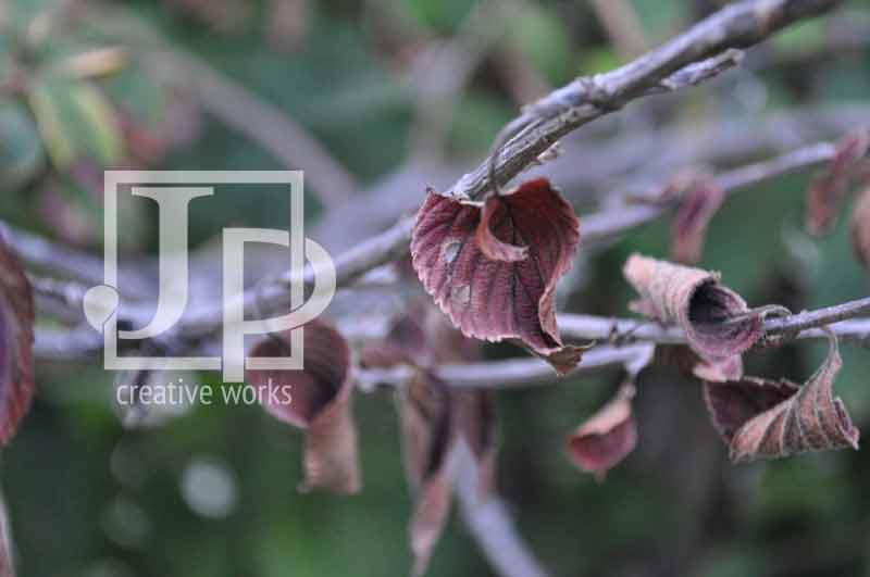 Watermarked Lifestyle Photography